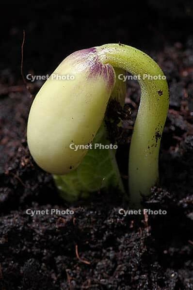 Fresh sprouting garden bean [IBR125411150]
