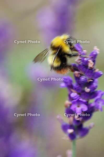 Wild bumblebee drinking nectar on a lavender inflorescence [IBR125411154]