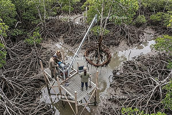 Scientific mangrove wetland restoration and coastal ecosystem conservation, researchers analyze root biomechanics using custom winch hoist equipment on elevated marsh platform, field biology and environmental engineering intersect in muddy intertidal mang [IBR125414123]
