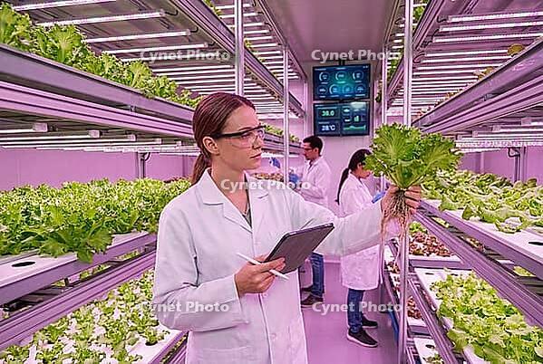 Vertical farming indoor agriculture research laboratory, agronomist inspecting hydroponic lettuce under led grow lights with digital tablet, automated food security systems combining bioengineering with precision controlled environment cultivation, steril [IBR125414161]