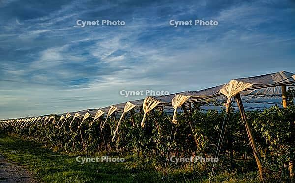 Vines protected by foil, vines, viticulture, evening light, Fellbach, Baden-Württemberg, Germany [IBR125414224]