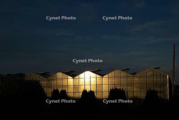 Sun reflected in greenhouse, nursery, agriculture, evening light, golden hour, Fellbach, Baden-Württemberg, Germany [IBR125414228]