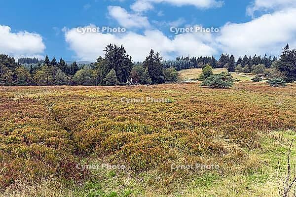 Heathland on flat hilltop of Kahler Asten, Kahler Asten, Winterberg, Hochsauerlandkreis, North Rhine-Westphalia, Germany [IBR125414231]