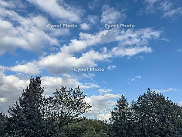 Wind-driven white cluster clouds Cumulus fractus under blue sky pass over treetops Treetops of mixed forest, Germany [IBR125414250]