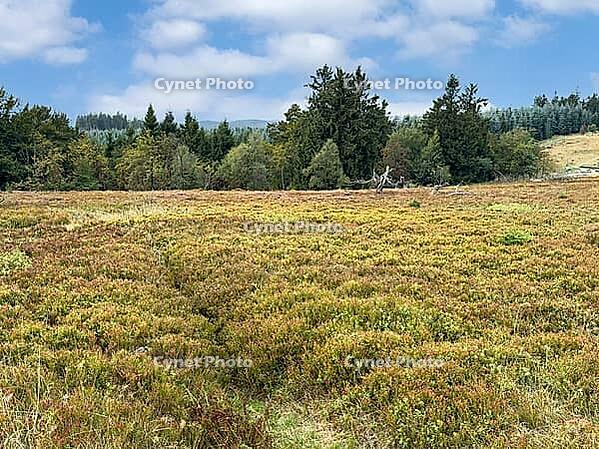 Heathland on flat hilltop of Kahler Asten, Kahler Asten, Winterberg, Hochsauerlandkreis, North Rhine-Westphalia, Germany [IBR125414276]