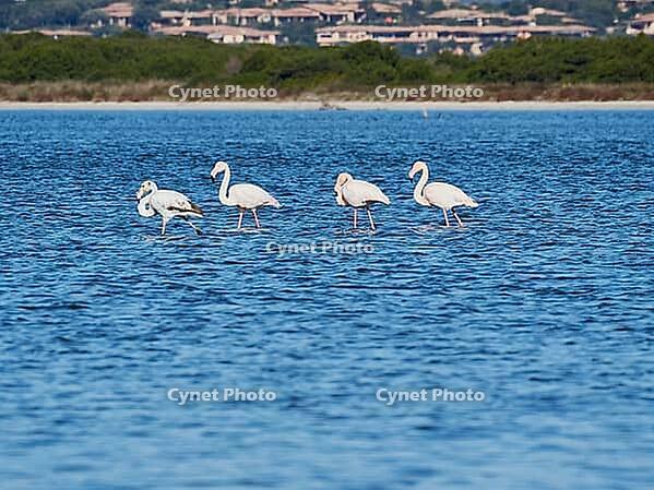 A picture of pink flamingos in the water, San Teodoro, Sardinia, Italy [IBR125415350]