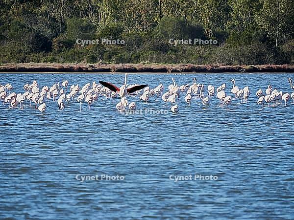 A picture of pink flamingos in the water, San Teodoro, Sardinia, Italy [IBR125415351]