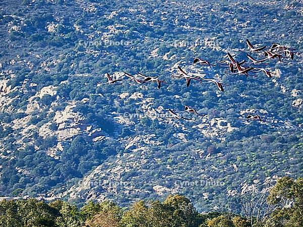 A picture of pink flamingos in the water, San Teodoro, Sardinia, Italy [IBR125415352]