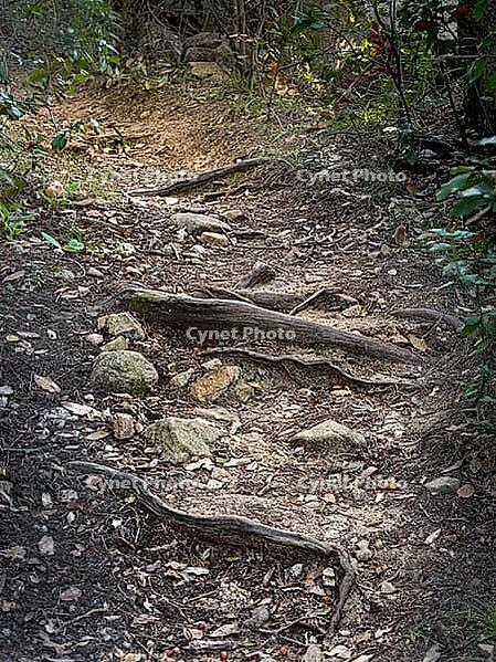 A photo in a fairy woodland in Sardinia, Italy [IBR125415353]