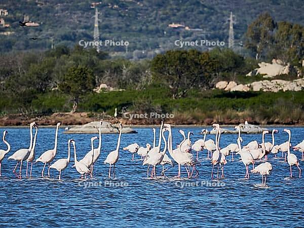 A picture of pink flamingos in the water, San Teodoro, Sardinia, Italy [IBR125415355]