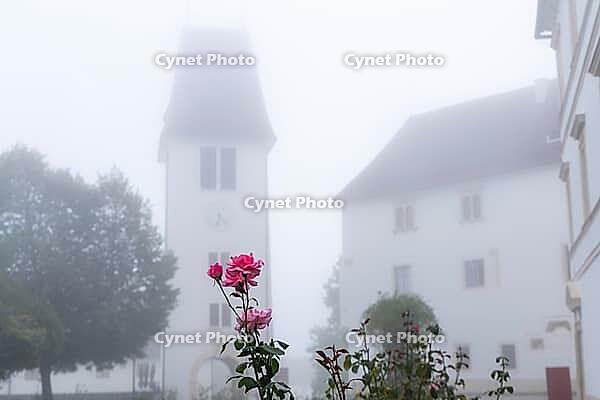Roses, behind the castle tower of Seggau Castle in fog, Seggau Castle, near Leibnitz, Styria, Austria [IBR125415361]