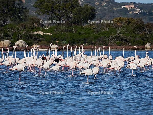 A picture of pink flamingos in the water, San Teodoro, Sardinia, Italy [IBR125415362]