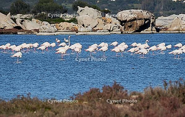 A picture of pink flamingos in the water, San Teodoro, Sardinia, Italy [IBR125415363]