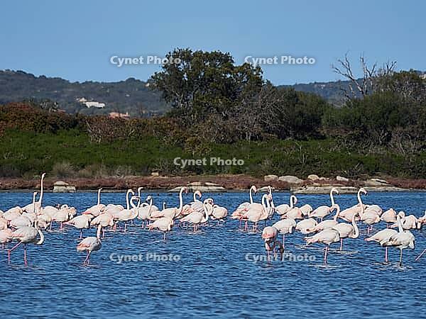 A picture of pink flamingos in the water, San Teodoro, Sardinia, Italy [IBR125415368]
