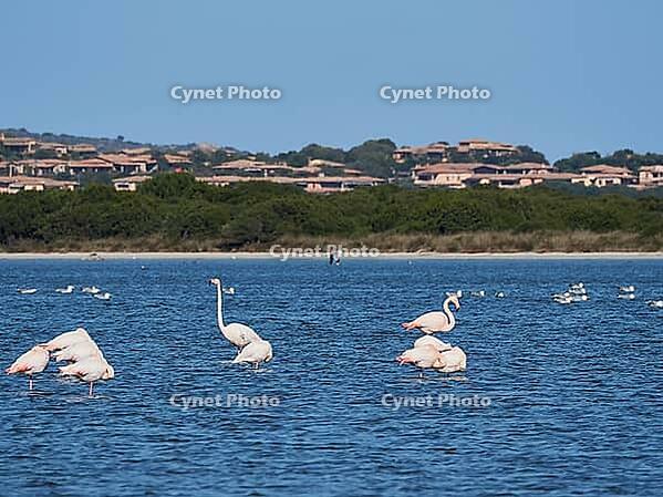 A picture of pink flamingos in the water, San Teodoro, Sardinia, Italy [IBR125415376]