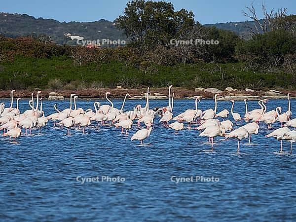 A picture of pink flamingos in the water, San Teodoro, Sardinia, Italy [IBR125415384]