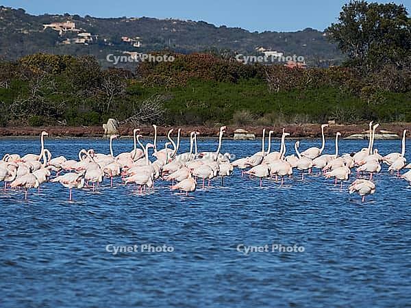 A picture of pink flamingos in the water, San Teodoro, Sardinia, Italy [IBR125415386]