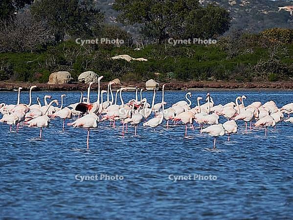 A picture of pink flamingos in the water, San Teodoro, Sardinia, Italy [IBR125415387]