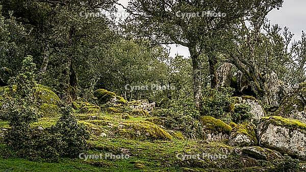 A photo in a fairy woodland in Sardinia, Italy [IBR125415391]