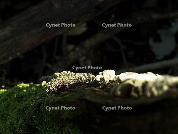A photo of a mushroom in the woodland [IBR125415405]