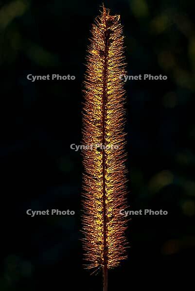 A photo of a plant back lit at dawn [IBR125415410]