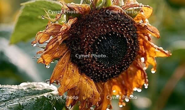 Sunflower head droops, petals dry and brown. Water droplets cling to edges. Dark center seeds show maturity. Green leaves blurred in background. AI generated [IBR125421186]
