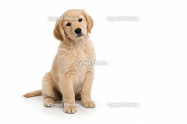 A sitting beige golden retriever puppy on a white background, cute puppy, puppy, AI generated [IBR125421212]