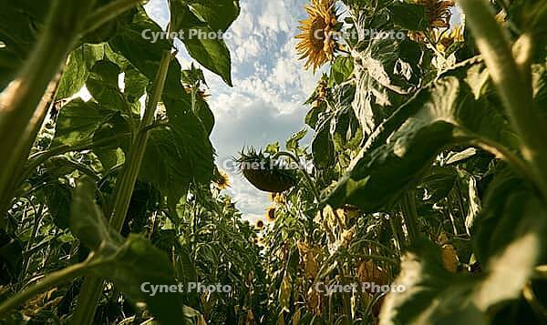 View from below of a sunflower field with tall green leaves and a bright blue sky. AI generated [IBR125421213]