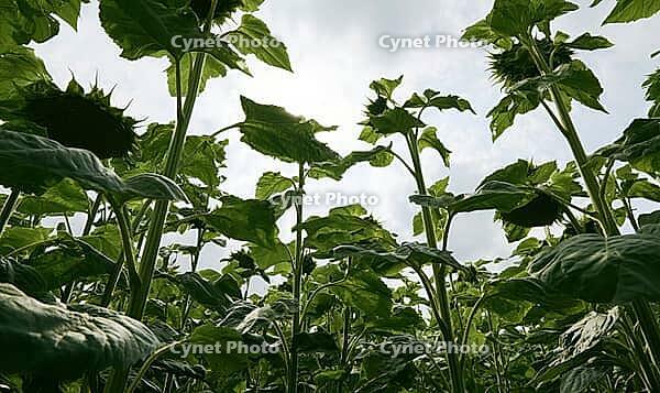 Upward view of sunflowers against a bright sky, highlighting green leaves and stems in sunlight. AI generated [IBR125421215]