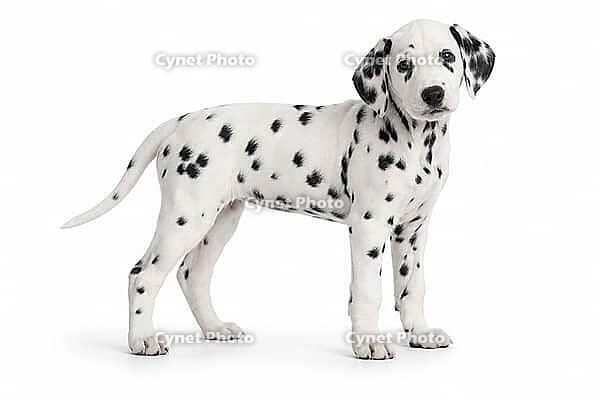 A black and white Dalmatian puppy with spots stands on a white background, cute puppy, puppy, AI generated [IBR125421220]