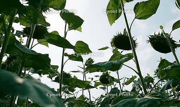 View from below of sunflowers with lush leaves and bright sky overhead. AI generated [IBR125421234]