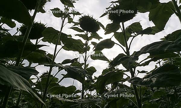Silhouettes of sunflowers against an overcast sky, creating a serene and natural atmosphere. AI generated [IBR125421243]