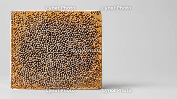 Cross-section of cured epoxy underfill with densely distributed spherical silica filler particles, translucent amber matrix, studio shot, AI generated [IBR125421245]