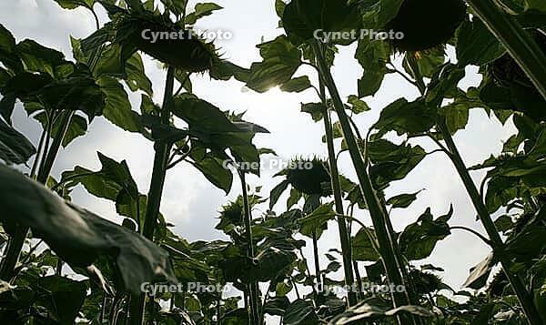 Upward view of tall sunflowers with green leaves against a bright sky. AI generated [IBR125421255]