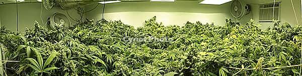 Indoor cannabis cultivation with lush, dense greenery under strong fluorescent lighting, Marijuana being grown indoors legally in Northern California [IBR125421676]