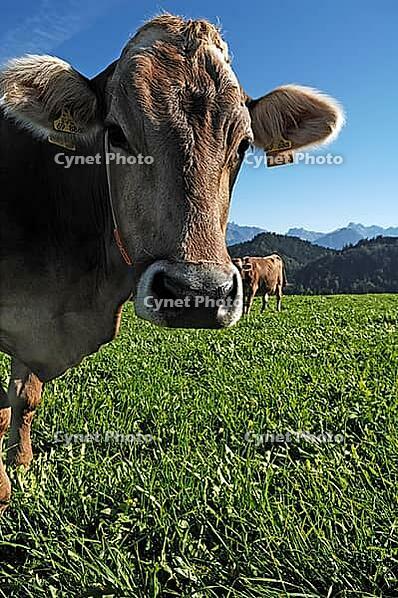 Dairy cow in the pasture looking at the back camera Allgäu Mountains, Fischen, Allgäu, Bavaria, Germany [IBR125421679]