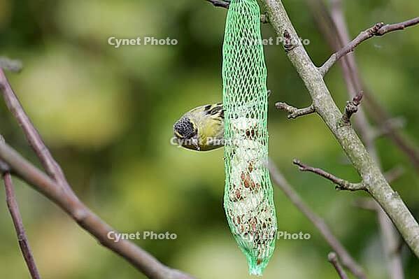 Siskins (Spinus spinus), male, birdseed [IBR125421680]