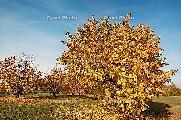 Autumnal cherry trees (Prunus avium), blue sky, Middle Franconia, Bavaria, Germany [IBR125423473]