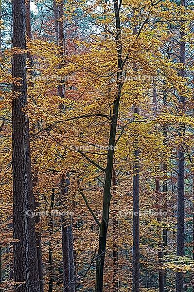 Herbstwald, Middle Franconia, Bavaria, Germany [IBR125423476]