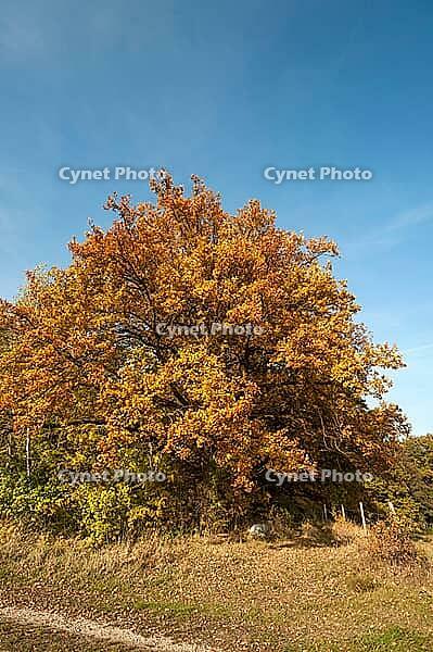 Autumnal oak (Quercus), Middle Franconia, Bavaria, Germany [IBR125423478]