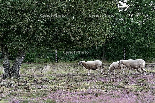 Bentheim sheep (Ovis gmelini aries), Emsland, Lower Saxony, Germany [IBR125423481]