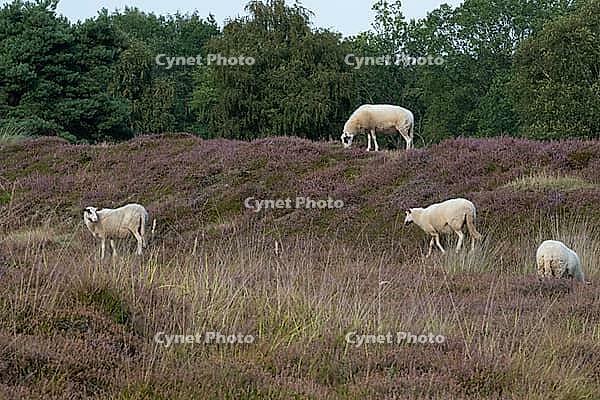 Bentheim sheep (Ovis gmelini aries), Emsland, Lower Saxony, Germany [IBR125423482]