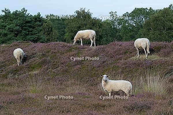 Bentheim sheep (Ovis gmelini aries), Emsland, Lower Saxony, Germany [IBR125423488]
