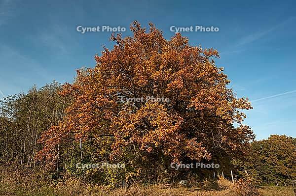 Autumnal oak (Quercus), Middle Franconia, Bavaria, Germany [IBR125423500]