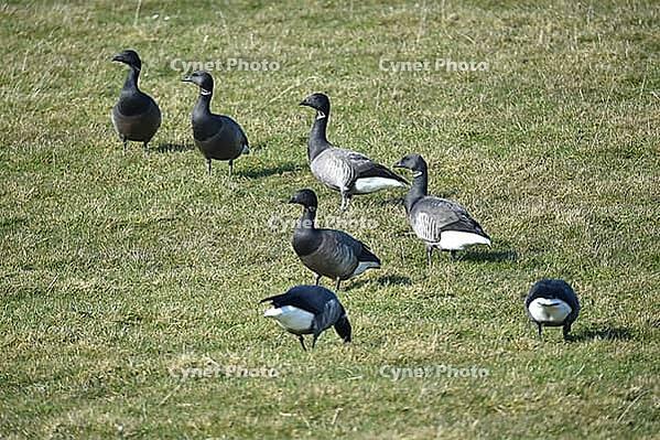 Ringed geese at Speicherkoog Dithmarschen, Schleswig-Holstein, Germany [IBR125423501]