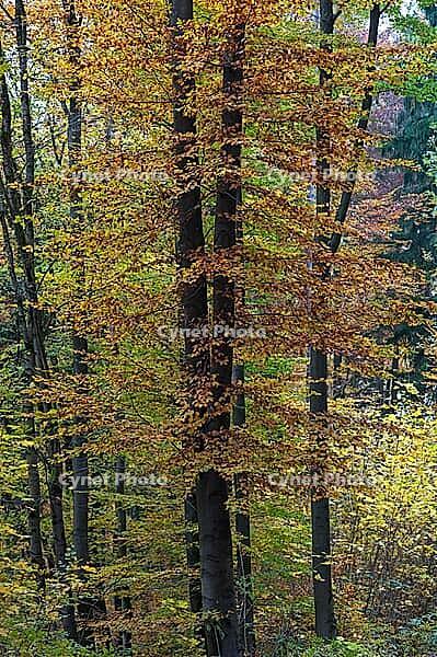 Herbslicher beech forest (Fagus), Nuschelberg, Middle Franconia, Bavaria, Germany [IBR125423505]