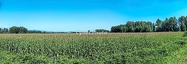A wide, scenic view captures a vast agricultural field filled with tall green corn stalks stretching towards a distant line of trees and mountains, Dyke Rd, Surrey, BC V4N 4R 1, Canada [IBR125424486]
