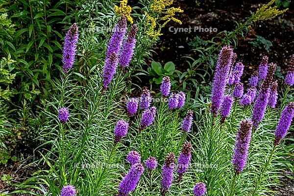A cluster of tall, spiky purple blazing star flowers stands out against a backdrop of green foliage and dark soil, Centennial Way, Burnaby, BC, Canada [IBR125424490]