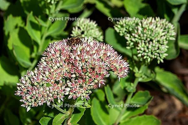 Stonecrop (Sedum), flower, in bloom, Baden-Württemberg, Germany [IBR125424491]