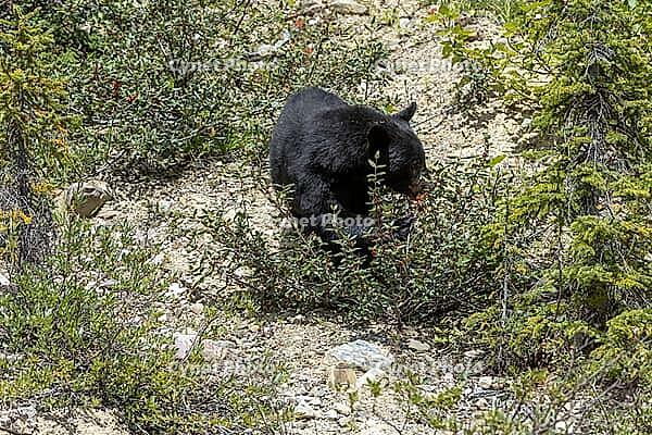 A wild black bear is seen eating red berries from a low-lying bush surrounded by dense foliage and rocky terrain, Improvement district No. 9, Banff, Alberta, Canada [IBR125424492]